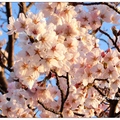 北海道~五稜郭の櫻花