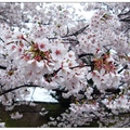 姬路城の櫻花
