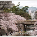 兵庫~夙川公園の櫻花