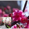台中~州立圖書館の桜