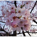 熊本~阿蘇農莊の桜