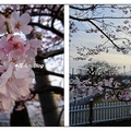 熊本~阿蘇農莊の桜
