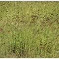 斑文鳥の孟仁草覓食