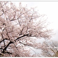 兵庫~夙川公園の櫻花