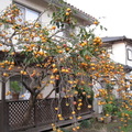 秋天の喜柿