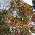 秋天の喜柿