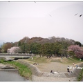 日~京都鴨川の櫻花