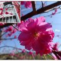台中~州立圖書館の桜