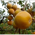 中秋節過後是脆柿採收的季節，黃橙橙的果實掛滿樹梢，做成的柿果及柿餅Q甜好吃。