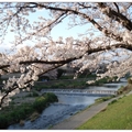 日~京都鴨川の櫻花