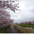 金澤~伏見川の堤桜