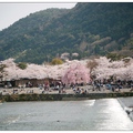 日~京都鴨川の櫻花