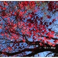 福壽山農場の楓紅