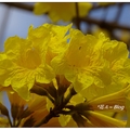台中~黃花の風鈴木