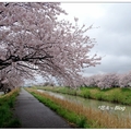 金澤~伏見川の堤桜