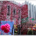 台中州立圖書館の桜