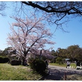 日~岡山後樂園の桜 