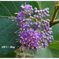 台灣~紫珠の冬豔 