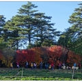 福壽山農場の楓紅