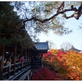 京都~東福寺の紅葉