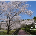 宮崎~母智丘公園の桜