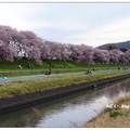 日~岡山後樂園の桜 