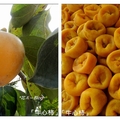 新埔~味衛佳の柿餅