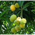 初夏是土芒果熟成的季節，金黃的果肉香甜多汁，而其美味真讓人垂涎三尺。