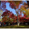 京都~東福寺の紅葉