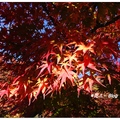 東京~高尾山の紅葉