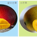 夏日~土芒果の美味