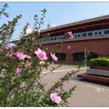 淡水捷運站の木槿花
