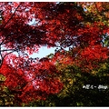 東京~高尾山の紅葉