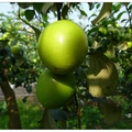 年節期間車經竹崎嘉120鄉道一處蜜棗園，果農於自家前販售現採香甜的蜜棗。