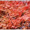 栃木~華嚴瀑布の秋