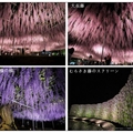 栃木~足利の‎紫藤花