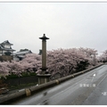 石川~金澤城の櫻花