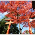 京都~天龍寺の紅葉