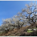 「烏松崙」是處南投縣信義鄉賞梅露營景點，在歲末年初梅花綻放時，將吸引更多拍照與賞花者前來。