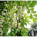 台中~密花白飯樹の白果