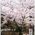 京都~圓山公園の櫻花