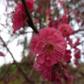 櫻花 因花