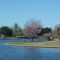 Beautiful park with a lake and cheery blossom