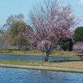 Lake Balboa Park in March 2013