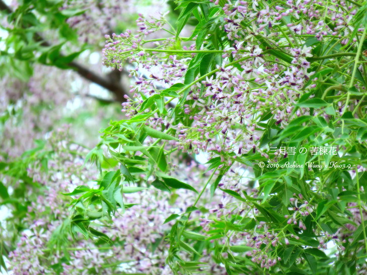 高雄前鎮 獅甲勞工公園三月雪 苦楝花 木棉初開攝影 冬季花鳥16 03 01 9fw 飛魚 海蠍王 野孩子鄉居生活 Udn部落格