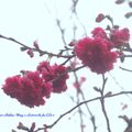 ㊣【芝芭里油菜花-宮粉梅-八重櫻花季。冬季美食花鳥紀實2015】02.07C204 - 桃園中壢⊙農作區作物 vs 快栽園藝植栽寫真15°c - 7