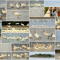 +高雄茄萣濕地之四季⊙鳥類生態攝影紀實2011~15專輯