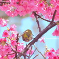 ⊙⊙【芝芭里山櫻王櫻落雪-油菜花-綠繡眼伉儷攝錄影。冬季花鳥紀實2015】02.01-6FWC - 桃園中壢區⊙中豐路段農作區寫真 - 63