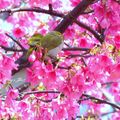 ⊙⊙【芝芭里山櫻王櫻落雪-油菜花-綠繡眼伉儷攝錄影。冬季花鳥紀實2015】02.01-6FWC - 桃園中壢區⊙中豐路段農作區寫真 - 69