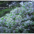 ⊙【高雄公園三月雪。苦楝花-木棉初開攝影。冬季花鳥紀實2016】03.01-9FW - 前鎮區⊙花季生態寫真 - 47